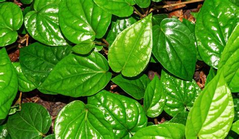 betel leaf pronunciation